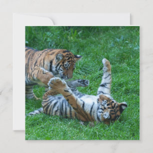 Energetische Tiger Cubs