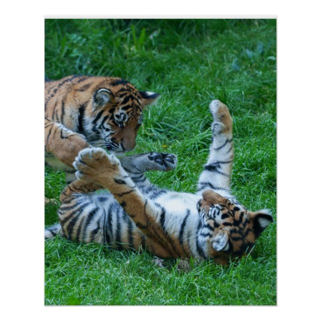 Energetische Tiger Cubs Poster (Vorderseite)