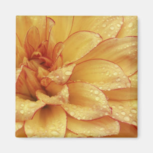Eng in Fotografien der Dalhia-Blume mit der 2 Magnet