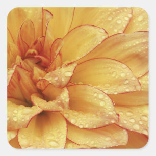 Eng in Fotografien der Dalhia-Blume mit der 2 Quadratischer Aufkleber