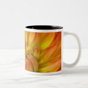 Eng in Fotografien der Dalhia-Blume mit der Zweifarbige Tasse