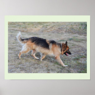Engel der Deutsche Schäferhund Poster