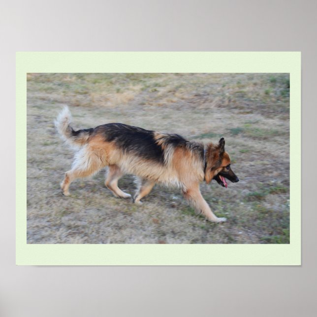 Engel der elsässische Hund Poster (Vorne)