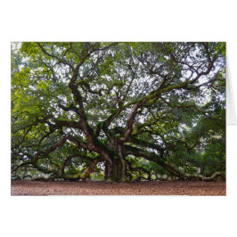 Engels-Eiche, Johns-Insel, South Carolina