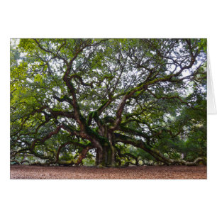 Engels-Eiche, Johns-Insel, South Carolina