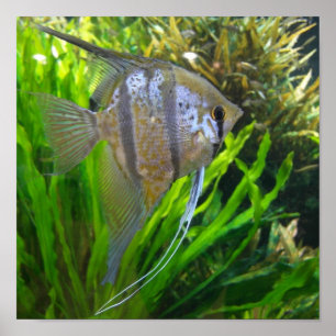Engels-Fische Poster