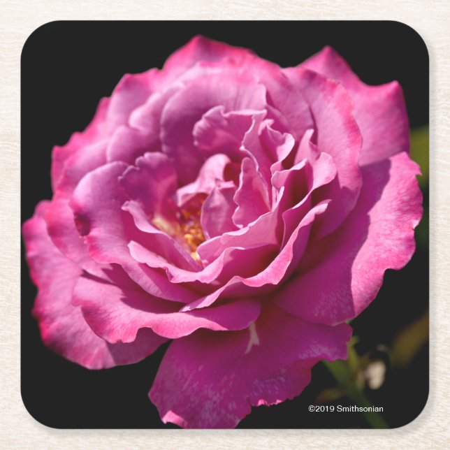 Engels-Gesichts-Rose Oben-Nah Rechteckiger Pappuntersetzer (Vorderseite)