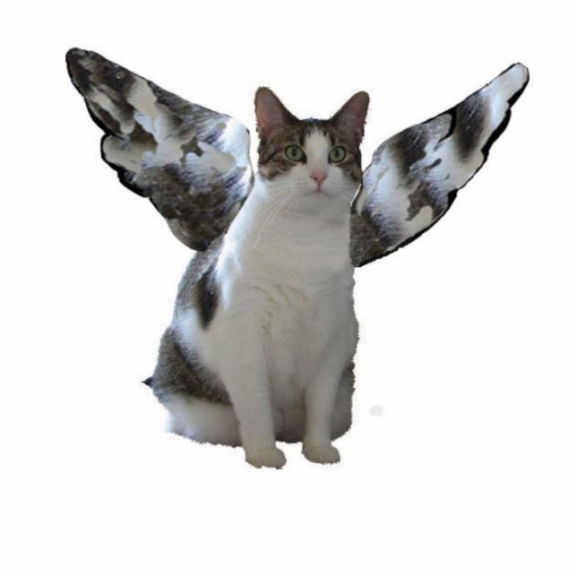 Engels-Miezekatze-Verzierung Fotoskulptur Ornament (Vorne)