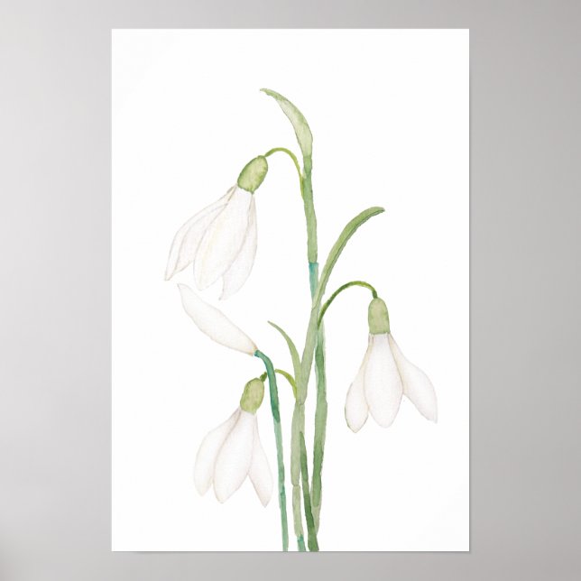 Engelsnowdrop Blume Aquarell Poster (Vorne)
