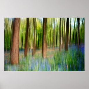 England   Bluebell Oak Woodland im Springtime Poster