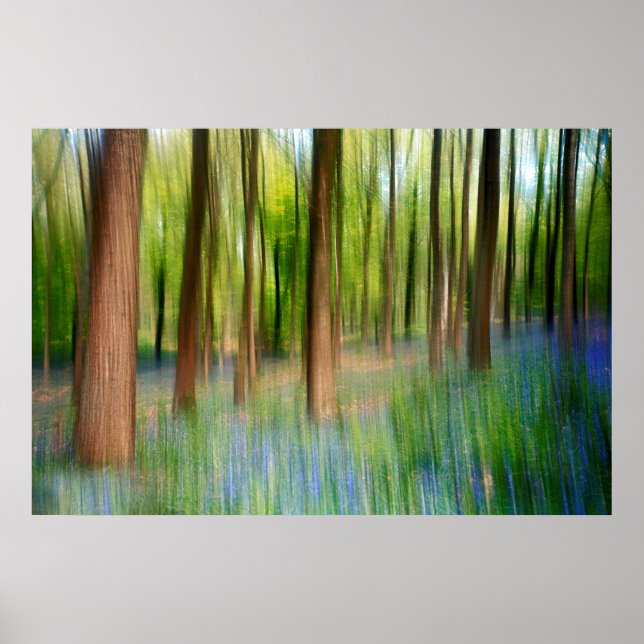 England | Bluebell Oak Woodland im Springtime Poster (Vorne)