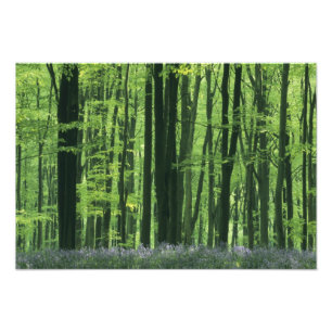 England, Buchenwald & Blauglocken Fotodruck