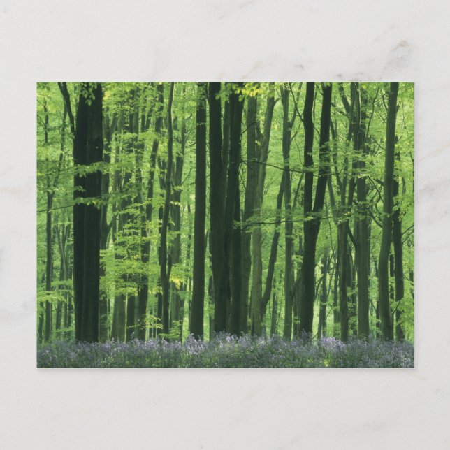 England, Buchenwald und Bluebells Postkarte (Vorderseite)