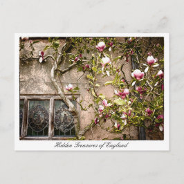 England, Magnolien-Blume, Großbritannien Postkarte