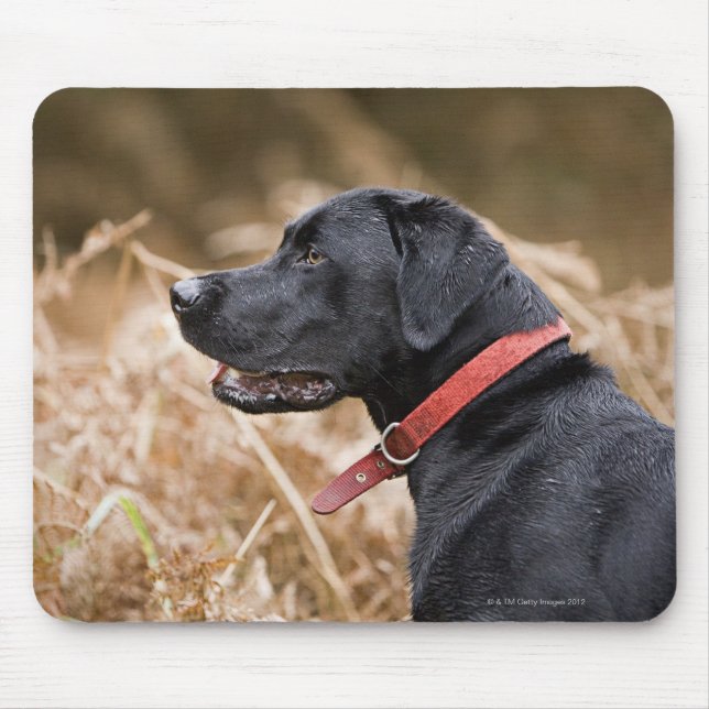 England, Suffolk, Thetford Forest, Black 3 Mousepad (Vorne)