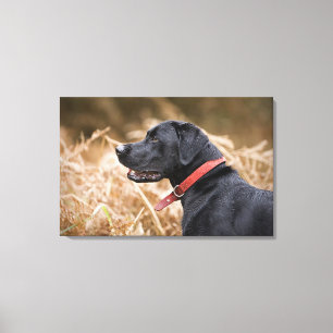 England, Suffolk, Thetford Forest, Black 4 Leinwanddruck