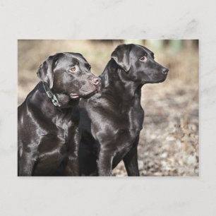 England, Suffolk, Thetford Forest, Black Postkarte