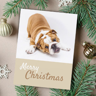Englisch Bulldoggen-Welpen-Foto Weihnachten Custom