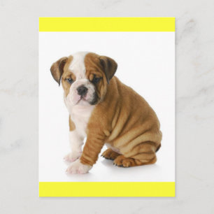 Englisch Bulldoggen-Welpen-Hund Gelb  Leere Postka Postkarte