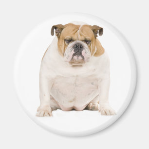 Englisch Bulldoggen-Welpen-Hund-Magnet Magnet