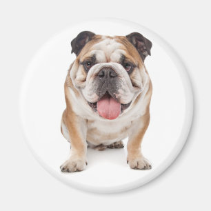 Englisch Bulldoggen-Welpen-Hund-Magnet Magnet