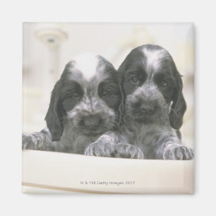 Englisch Cocker spaniel Magnet