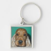 Englisch Cocker spaniel