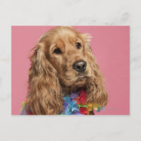 Englisch Cocker Spanisch (10 Monate alt)