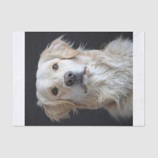 Englisch Golden Retriever9 Seidenpapier