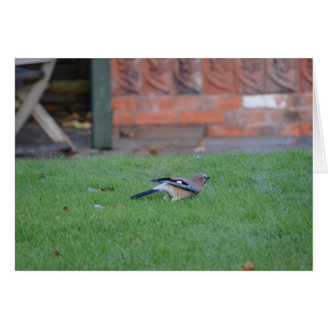 Englisch Jay (Vorderseite (Horizontal))