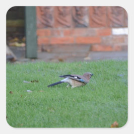 Englisch Jay Quadratischer Aufkleber