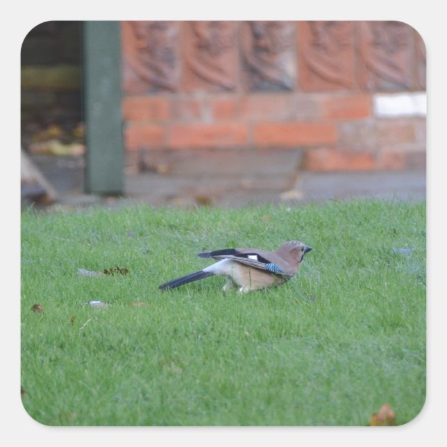 Englisch Jay Quadratischer Aufkleber (Vorderseite)