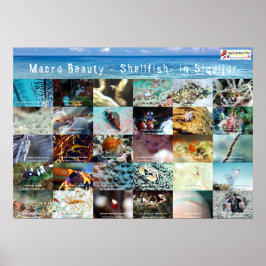 Englisch: Macro Beauty - Shellfish - in Siquijor Poster