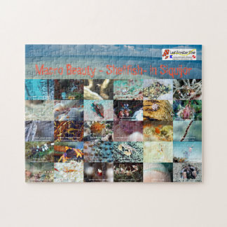 Englisch: Macro Beauty - Shellfish - in Siquijor Puzzle
