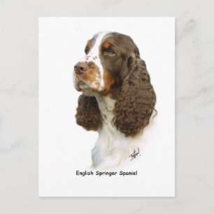 Englisch Springer Spanisch 8M15D-05 Postkarte