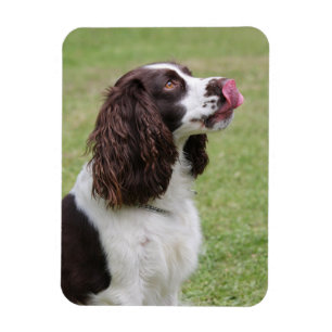 Englisch Springer Spanisch Licking Nose Magnet