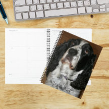 Englisch Springer Spanisch Pet Foto