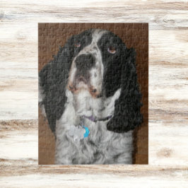 Englisch Springer Spanisch Pet Foto Puzzle