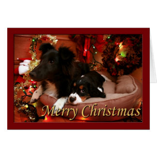 Englisch Springer Spanisch, Springer Spaniel, Span