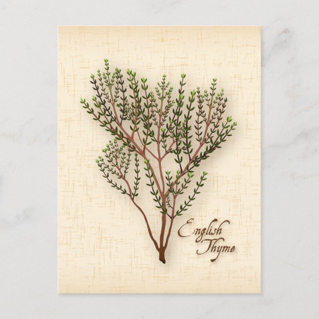 Englisch Thyme Herb Postcard anpassen Postkarte (Vorderseite)