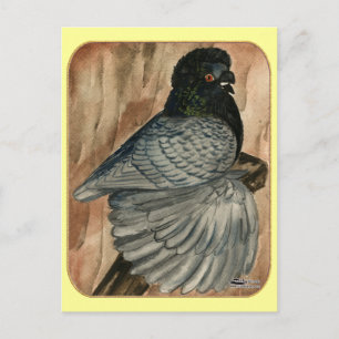 Englisch Trumpeter Pigeon: 1980 Andalusien Postkarte