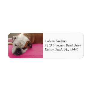 Englische Bulldogge