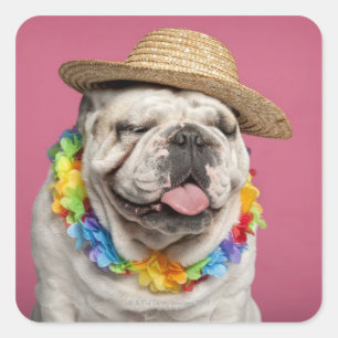 Englische Bulldogge (18 Monate alte) ein Stroh Quadratischer Aufkleber