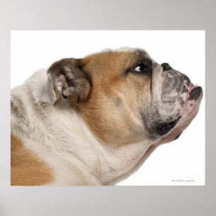 Englische Bulldogge (6 Jahre alt) Poster