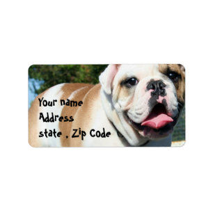 Englische Bulldogge Adressaufkleber