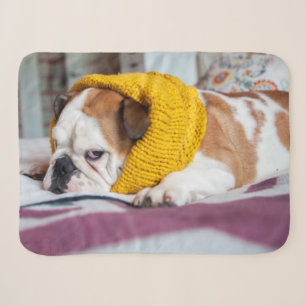 Englische Bulldogge Getty Bild- Sherpadecke