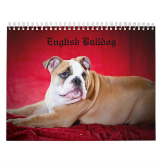 Englische Bulldogge Kalender