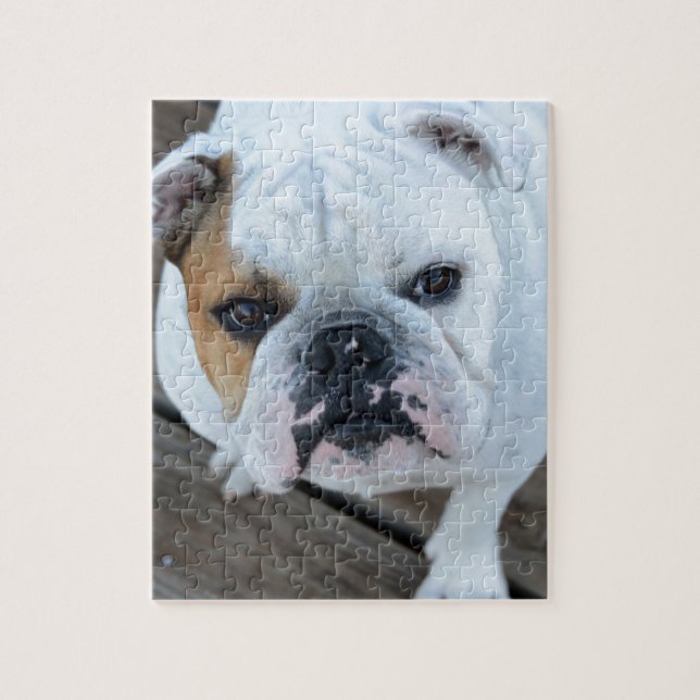 Englische Bulldogge Puzzle (Vertikal)