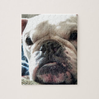 Englische Bulldogge Puzzle