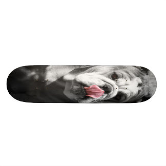 englische Bulldogge Skateboard
